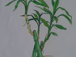 绿意 手绘 
