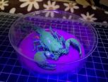 蝎子标本…自养蝎子制作，带防尘罩和彩色底座