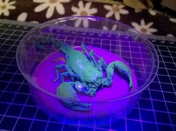 蝎子标本…自养蝎子制作,带防尘罩和彩色底座