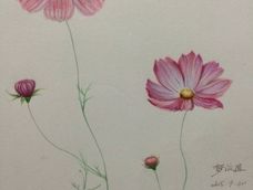 草原上格桑花开得多美丽