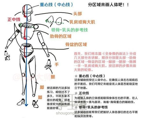 人体构造看懂你就会比例了