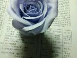 纸藤（皱纹纸）玫瑰花【全开型玫瑰，勉强算半原创】
