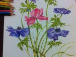彩铅画花卉