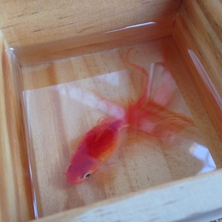 饺子终于又更新了“手绘金鱼”