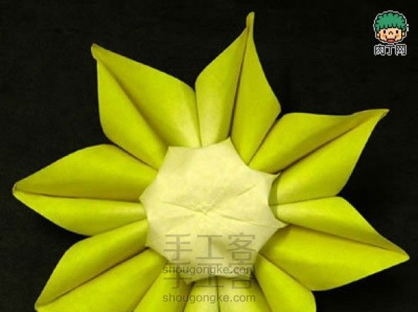太阳花(转载)
