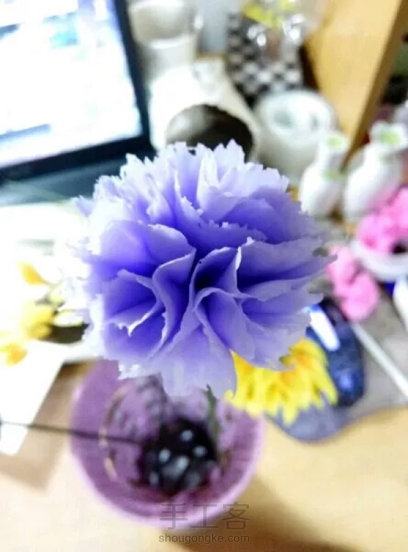 紫色康乃馨