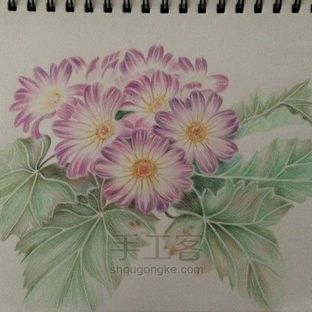 彩铅手绘瓜叶菊