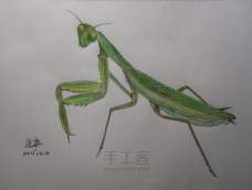 这个螳螂生活中比较常见，颜色清新艳丽，希望大家喜欢！