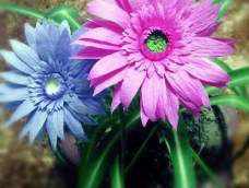非洲菊又名扶郎花，颜色有红色，白色，黄色，紫色，粉色，橘黄等，非常漂亮，本人很喜欢。