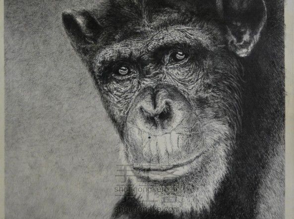 细腻钢笔画—大猩猩