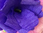 暗紫系.-----魅力褶纹玫瑰花