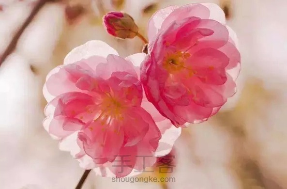 冰晶樱花彩铅绘(转)