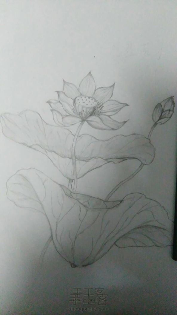莲   最终