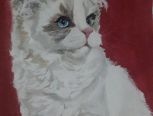 布偶猫一一一水彩画