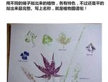 植物拓印手工制作方法