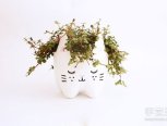 （转）猫咪花瓶