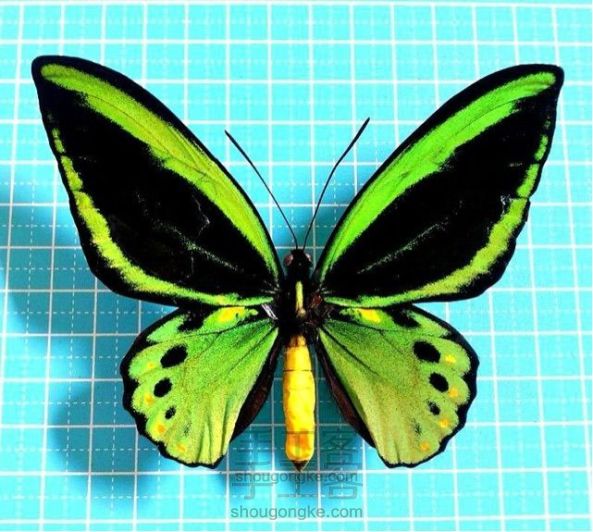 蝴蝶标本制作教程