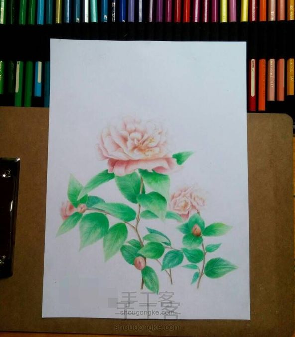 彩铅~花儿