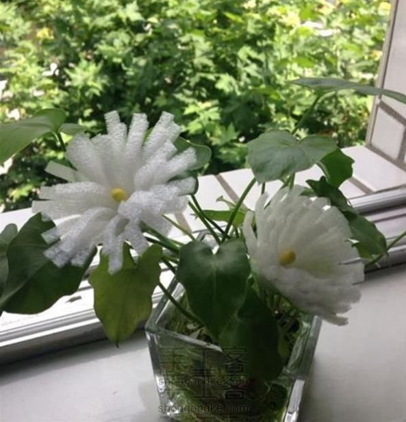 泡沫白皱菊