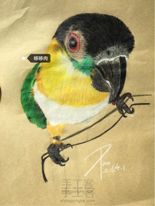 铅笔画～帅气的凯克鹦鹉