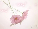 粉色波斯菊