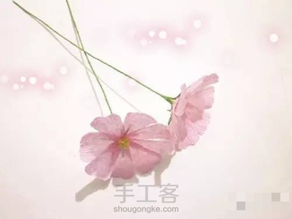 粉色波斯菊