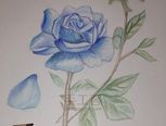 玫瑰花