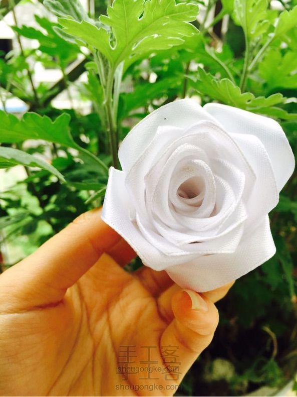 丝带玫瑰花