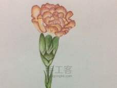 一朵名为'康乃馨'的花儿，彩铅教程