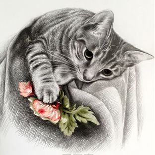 素描，彩铅《一只猫》