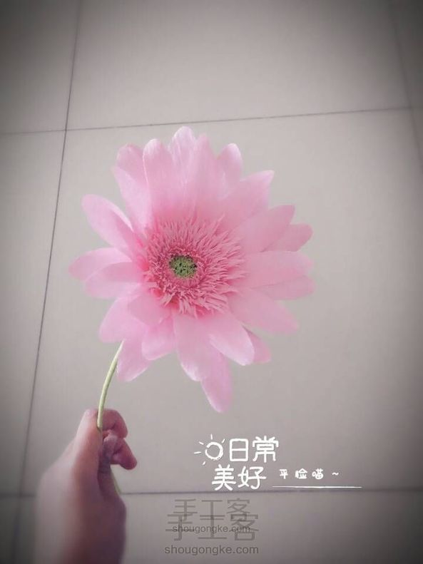 雏菊