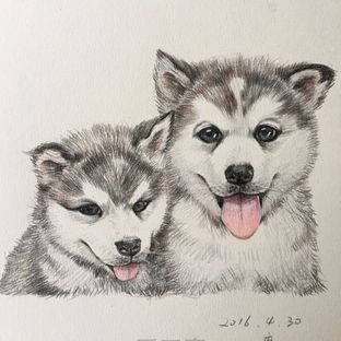 二哈你这个小二货👅
