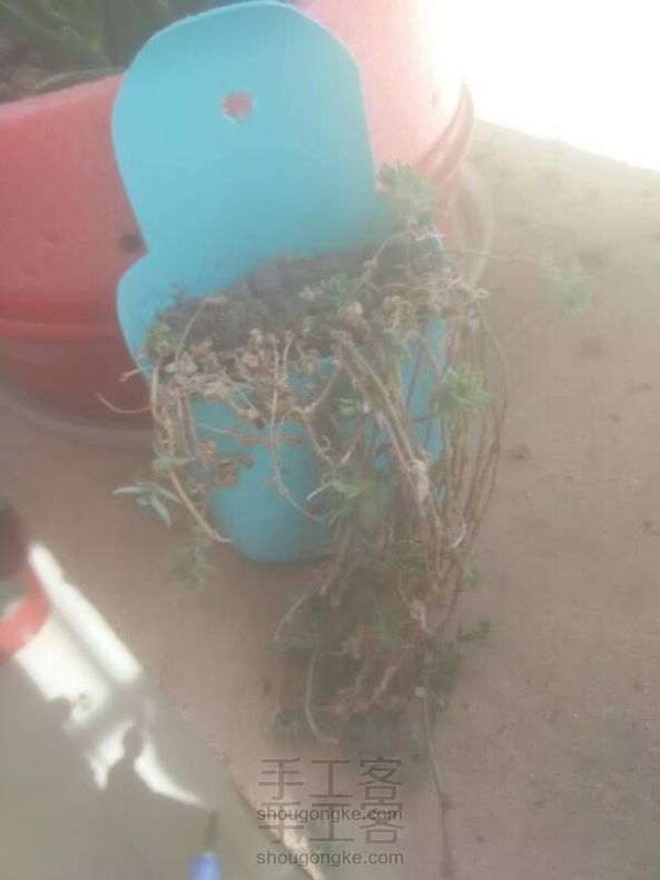 洗头膏瓶子变挂式花瓶