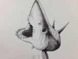 钢笔手绘大白鲨