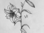 铅笔手绘教程：花系列