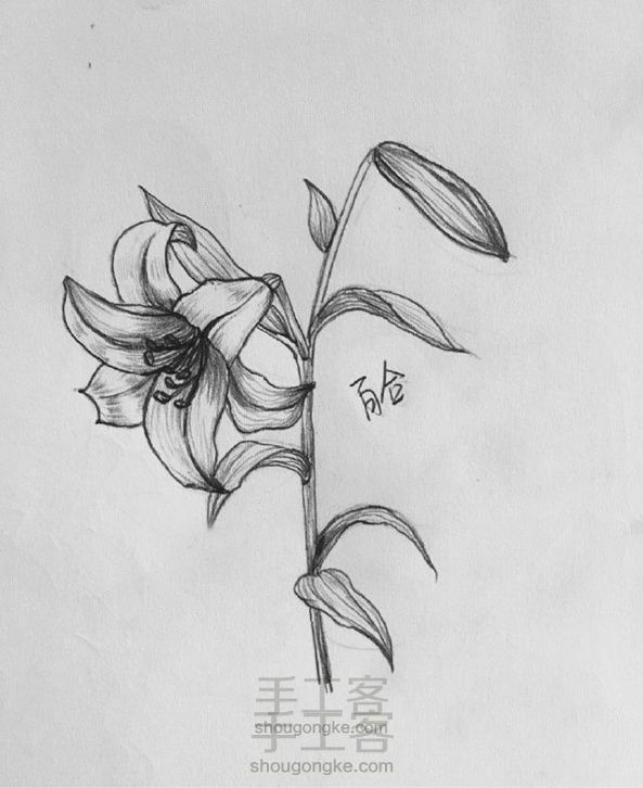 铅笔手绘教程:花系列