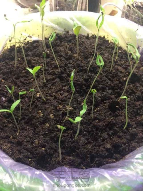 小人国的大番茄 第8步