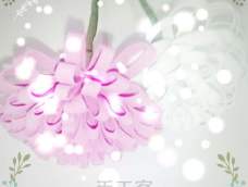 菊花经历风霜，有顽强的生命力，高风亮节，因陶渊明采菊东篱下，菊花由此得了“花中隐士”的封号。在日本，菊花是皇室的象征。菊花的颜色多种多样，含意也不尽同。