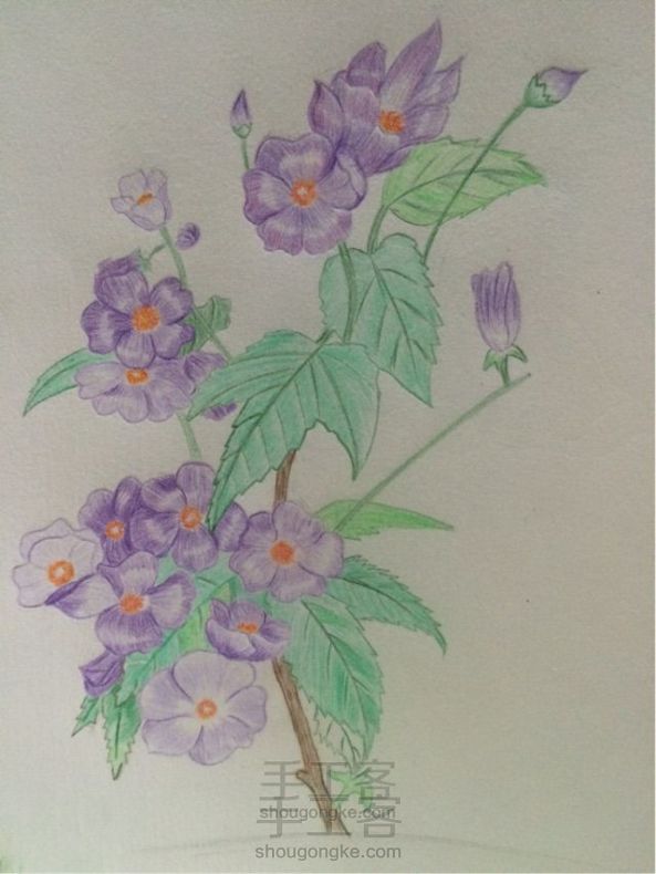 彩铅紫罗兰花。