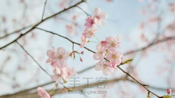 【东京物语】  🌸樱花盛开的季节