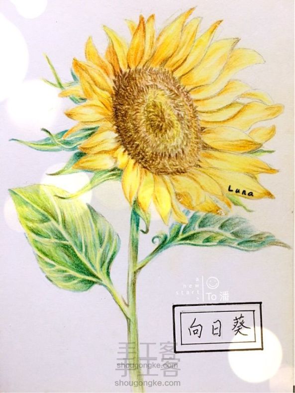 百草绘-向日葵