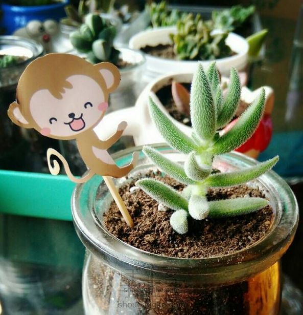 面膜包装袋你就扔了（4）萌萌哒多肉装饰