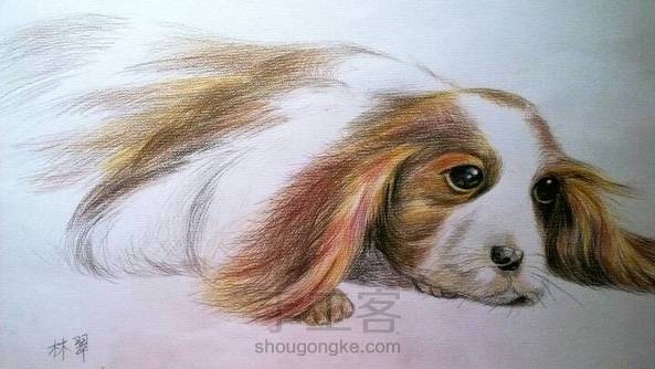 彩色铅笔画哈巴狗图片