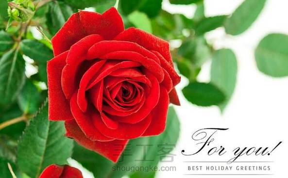 （转）布玫瑰🌹