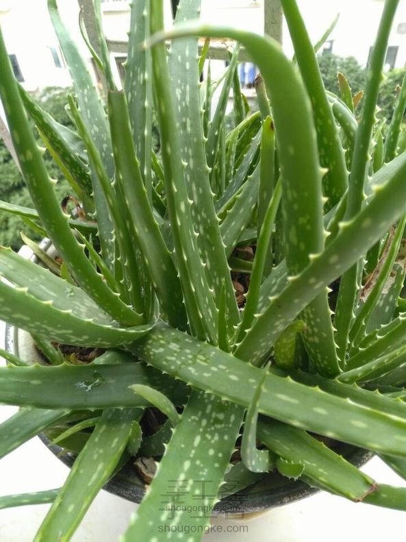 芦荟面膜