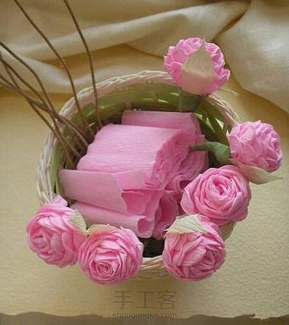 【转】蔷薇花