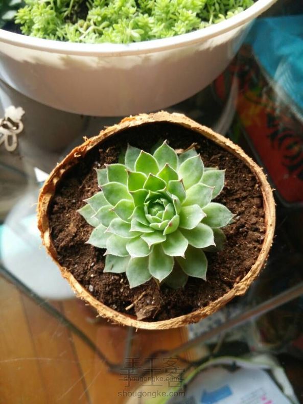 椰子壳的变身