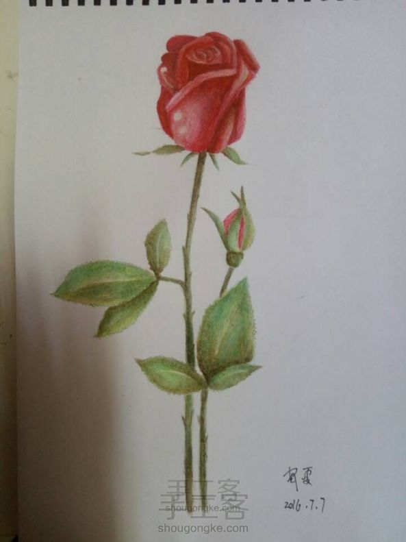 玫瑰手绘