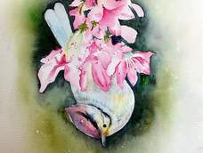水色杜鹃 水色杜鹃