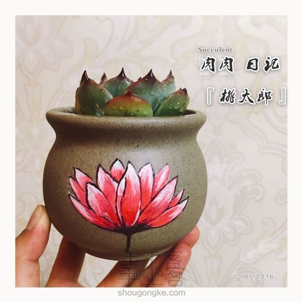 手绘多肉花盆~荷花
